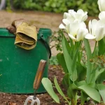 jak-spravne-vysadit-tulipany-v-rijnu-aby-na-jare-bohate.webp.webp
